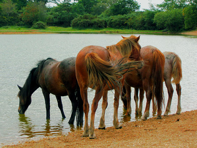 New Forest ponies drinking