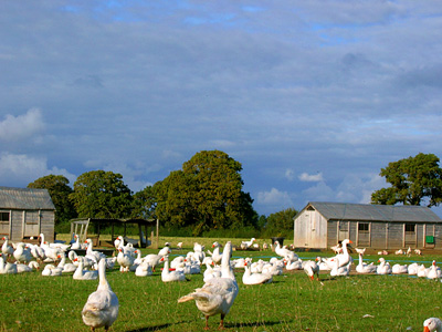 Geese at Warborne Organic Farm