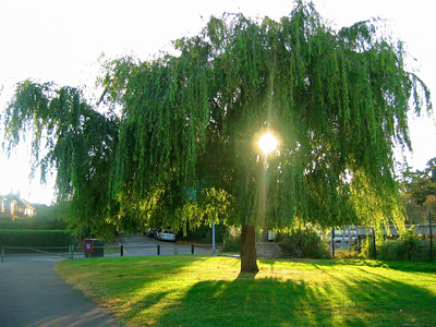 Sunset through a willow tree, Lymington