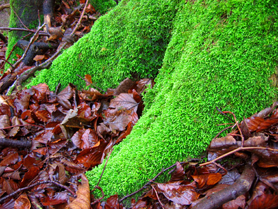 Moss on a tree trunk