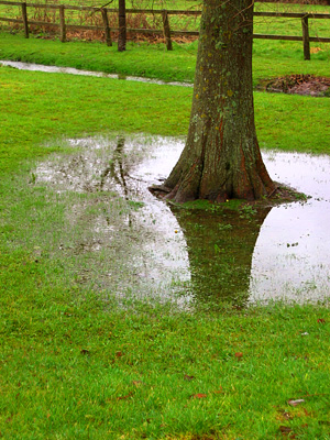 A waterlogged tree