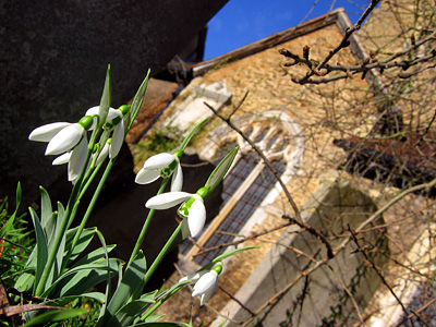 Snowdrops in the churchyard at Godalming