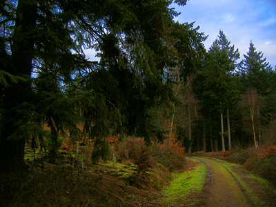 Logging trail through Busbridge Woods