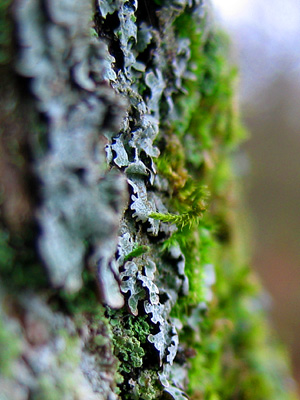 Close-up of tree bark with moss and lichen, Winkworth Arboretum