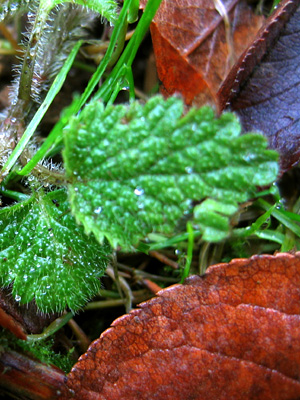 Dew on leaves at Winkworth Arboretum
