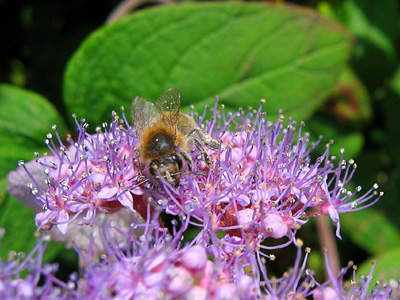 Bee on flower, Aldbury village
