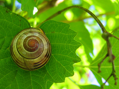 Snail on vine leaf
