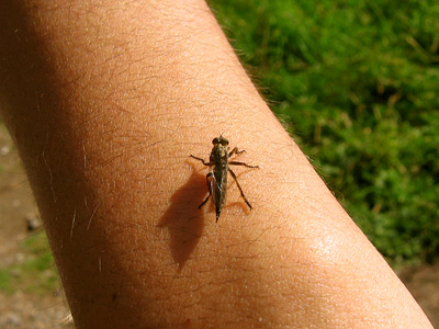 Fly on arm